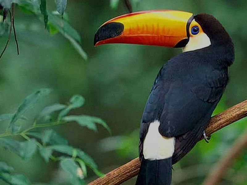 Iguazu Wildlife